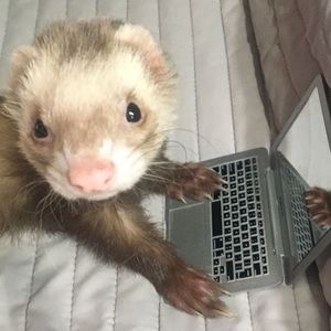 Meet your Posher, Mallory